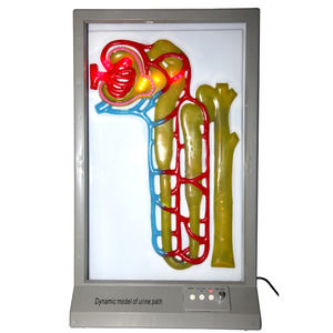 Modèle dynamique de formation d'urine ; modèle électrique dynamique de la formation d'urine humaine ; équipement expérimental biologique et - Product Image 2