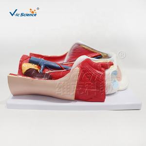 Modelo Anatómico de Alta Calidad del Sistema Urinario Masculino, Modelo <span class=keywords><strong>Humano</strong></span> para Enseñanza Médica - Product Image 6