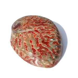 Natural Red Patterned Home Decoration Conch Fish Tank Aquarium Creative Decoration Abalone Shell Seashells Sea Shells