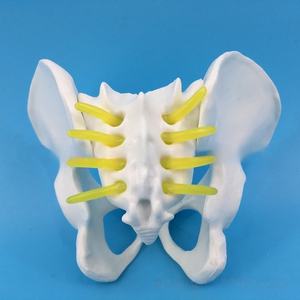 Petit spécimen d'examen gynécologique en PVC modèle de bassin féminin pour la démonstration de la faculté de médecine - Product Image 2