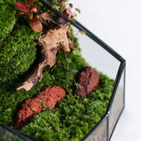 Terrarium de mousse stabilisée, mini paysage artistique dans une boîte en acrylique, mousse séchée naturelle, ornement de bureau, vente en gros, décoration de table pour la maison et le bureau