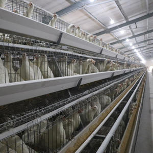 4 Tier a-tipi komple otomatik yumurta tavuk yetiştirme ekipmanları otomatik gübre temizleme kemeri ile sıcak daldırma galvanizli pil kafesi - Product Image 1