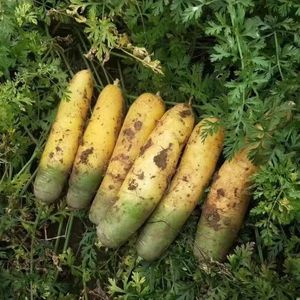 <span class=keywords><strong>Semi</strong></span> di Carota Gialla in Confezione Sacchetto, Durata di Conservazione 1 Anno, Origine Cina - Product Image 2