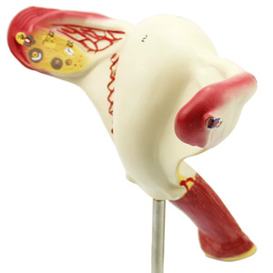 Modelo anatómico de útero vaginal con dispositivo de valor endógeno <span class=keywords><strong>femenino</strong></span> - Product Image 6