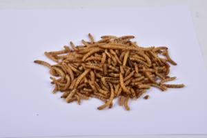 Vente <span class=keywords><strong>de</strong></span> gros Ver à <span class=keywords><strong>farine</strong></span> séchée riche en protéines - Product Image 3