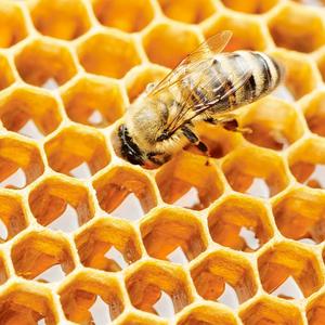 Silicona de Grado Platino 1:1 Económica para Modelado con Cera de Abeja, Silicona de Grado Alimenticio - Product Image 4
