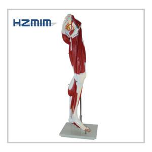 Torso anatómico para cuerpo humano, 13 <span class=keywords><strong>Partes</strong></span> - Product Image 5