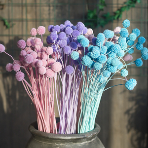 Fleurs séchées naturelles en promotion pour la décoration florale de mariage et de maison : Craspedia Golden Ball et Billy Balls séchées pour une décoration vintage. - Product Image 2