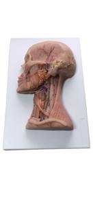 Modèle anatomique réaliste de tête et de cou avec nerfs et vaisseaux sanguins, très demandé, pour les centres de formation médicale professionnelle - Product Image 5