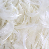 Plume de duvet de canard blanc lavée de qualité supérieure 4-6CM certifiée EN12934 & OEKO-TEX Matériel de remplissage de qualité supérieure