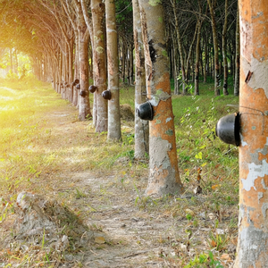 ยางลาเท็กซ์ธรรมชาติคุณภาพสูง 60 DRC ขายดีที่สุด บรรจุในถุงแบบยืดหยุ่น - Product Image 1