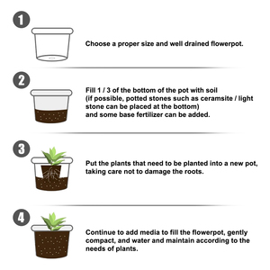 ผงเร่งรากพืช ออร์แกนิค สำหรับกิ่งปักชำ ต้นกล้า และการย้ายปลูก - Product Image 5
