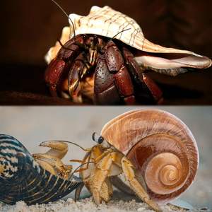 5 Stuks Extra Grote Heremietkreeft Schelpen Natuurlijke Zeeschelp Maat 3 " - 4.7" Openingsmaat 1.6" - 2.7" Turbo Zeeschelpen Voor Heremietkreeft - Product Image 5