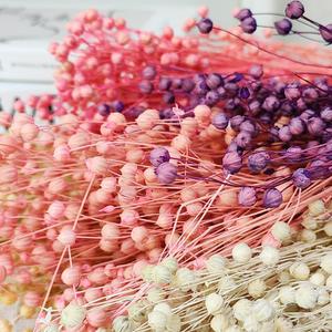 Suministro de floristería de alta calidad Natural Real Fresh Everlasting Jequirity Bean Jumble-beads Flores secas para la decoración del hogar - Product Image 5