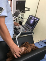 Ультразвуковая диагностическая система EUR VET 3D 4D 5D с цветным допплером, эхокардиограф, портативный ультразвуковой сканер
