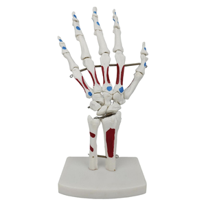Modelo de Mano Humana Esquelética a Tamaño Real KyrenMed, con Articulación de Muñeca, Hueso de la Palma, Ulna, Radio <span class=keywords><strong>y</strong></span> <span class=keywords><strong>Huesos</strong></span> de Mano Desmontables - Product Image 1