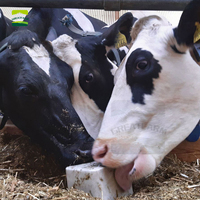 Bloc de sel minéral pour animaux en vrac de 5 kg, prix d'usine, brique de sel pour bétail, moutons, chèvres, élevage