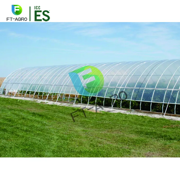 Invernadero de plástico para agricultura, invernadero hecho en China de un solo rango para tomate