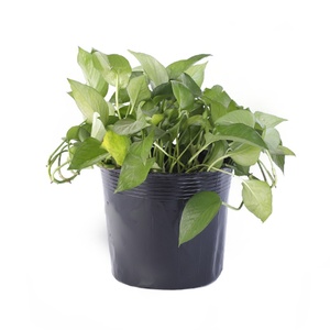 Vente <span class=keywords><strong>en</strong></span> gros de pots de pépinière <span class=keywords><strong>en</strong></span> <span class=keywords><strong>plastique</strong></span> rond noir souple de plusieurs tailles <span class=keywords><strong>pour</strong></span> les fournitures de jardin - Product Image 2
