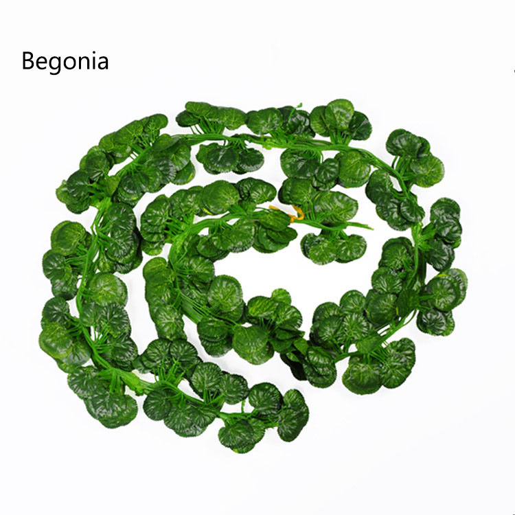 Bégonia