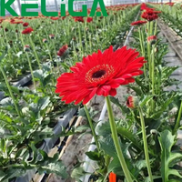 Serre agricole à structure galvanisée à chaud pas cher en usine