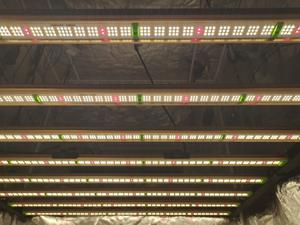 Samsung lm301h 281b ספקטרום מלא 240 תאורה צמח 320w <span class=keywords><strong>500w</strong></span> 650w 720w w w מסחרי הוביל אורות לגדול לצמיחה פנימית - Product Image 5