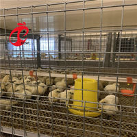 Conception de poulailler ferme avicole avec cage de poulet de couche au Nigeria Philippines