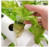 Fournisseur de pots à mailles transparentes en plastique pour serres Panier de culture de légumes Système hydroponique Pot à mailles nettes