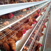 Équipement d'élevage avicole entièrement automatique de conception moderne, cage à poules pondeuses de type D pour les États-Unis
