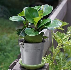 Planteur en métal personnalisé, Mini paon métallique en acier galvanisé/décorations de <span class=keywords><strong>jardin</strong></span> - Product Image 3
