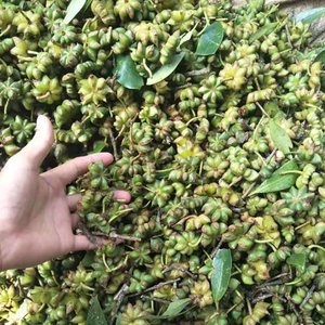Puro naturale olio di anice stellato cosmetici materia prima e cibo sapore di fragranza olio in massa estratto di semi - Product Image 4