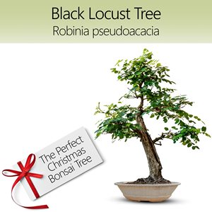 Regali <span class=keywords><strong>di</strong></span> natale per interni per esterni 4 <span class=keywords><strong>tipi</strong></span> <span class=keywords><strong>di</strong></span> strumenti <span class=keywords><strong>Bonsai</strong></span> naturali set Kit <span class=keywords><strong>da</strong></span> giardino con strumenti - Product Image 6