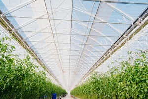 <span class=keywords><strong>1000</strong></span> mét Vuông Nông Nghiệp Nhà kính với các tùy chọn để bán - Product Image 5