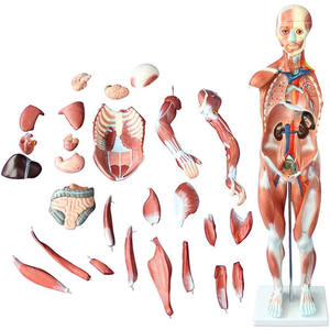 नरम सिलिकॉन मानव पेशी शरीर रचना विज्ञान प्रकृति मॉडल जीवन आकार मानव शरीर की मांसपेशियों संरचनात्मक मॉडल - Product Image 1
