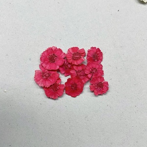 Commercio all'ingrosso piccolo <span class=keywords><strong>Zou</strong></span> Jiao fai da te materiale fiori secchi in rilievo cotone per telefono cellulare colla cosmetici colorante-lavorato pianta essiccata - Product Image 3