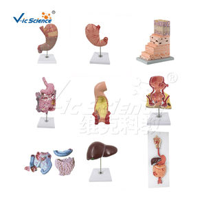 Modèle anatomique du système urinaire, modèle des reins agrandi 700 fois, modèle des glomérolles, modèle anatomique des poumons - Product Image 5