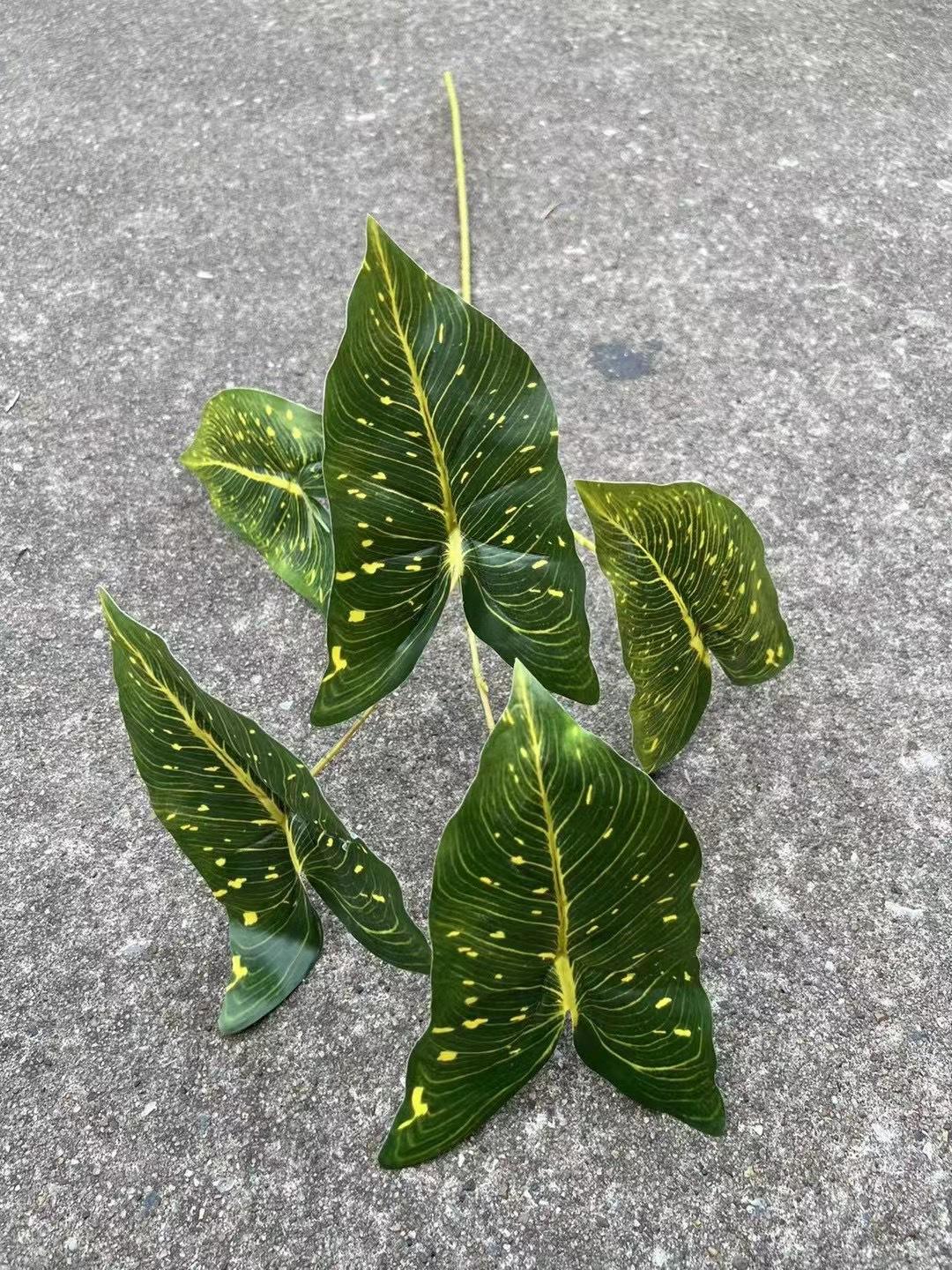 5 tenedor color hoja Taro verde