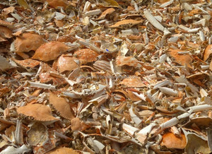 (ADAM) COSA DE CANGREJO AL POR MAYOR CON PRECIO COMPETITIVO Y ALTA CALIDAD PARA EXPORTAR DESDE VIETNAM - Product Image 4