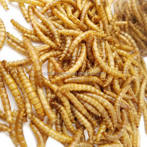 3cm乾燥ミールワーム、飼料グレードのミールワーム、中国産のアカエイの餌 - Product Image 2