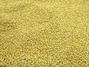 Iqf chứng nhận Rau đông lạnh ngô tươi giòn ngọt trên lõi ngô với số lượng lớn và chần - Product Image 2