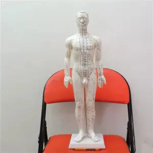 남성 여성 50cm 영어 버전 인간 자오선 바디 침술 포인트 모델