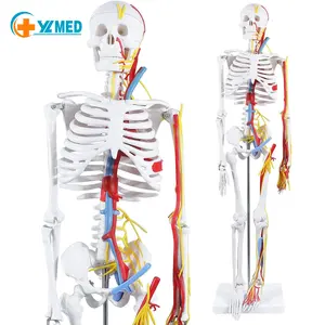 85cm Neurovascular Heart Skeleton Model Human Anatomy Model Detachable Limbs Teaching Explanation Doctor-Patient Models