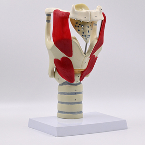 Modèle anatomique <span class=keywords><strong>de</strong></span> squelette grossi 3 fois SCIEDU, aide pédagogique pour l'anatomie laryngée, thyroï<span class=keywords><strong>de</strong></span>, pomme <span class=keywords><strong>de</strong></span> Adam, larynx, modèle anatomique en PVC - Product Image 3