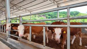 Structure en acier pour l'élevage de 5 000 vaches - Product Image 2