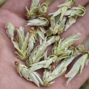 ชาขาวบริสุทธิ์ของจีนยูนนาน - Product Image 2