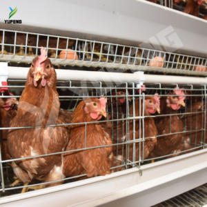 Yeni Çok Satan Otomatik 4 Katlı Tavuk Batarya Kafesleri Yumurtacı Tavuklar Paslanmaz Çelik 90-160 Kapasiteli Yumurta Üretim Ekipmanı ISO9001 - Product Image 2