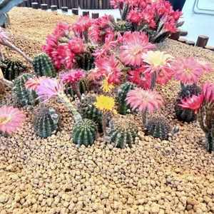 Argile expansée <span class=keywords><strong>Akadama</strong></span> pour bonsaï, granulométrie fine/moyenne/grossière, accessoires de jardinage modernes, terre pour bonsaï <span class=keywords><strong>Akadama</strong></span> - Product Image 3