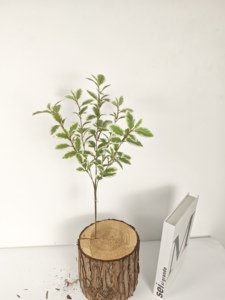 Eucaliptos Cinerea rama Planta artificial diseño innovador fibra de carbono fibra de vidrio flor macetas pared colgante hogar jardín - Product Image 5
