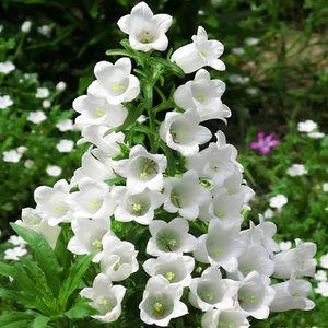Origin of <b>Wind</b> <b>chime</b> Variety Complete Easy To Grow for Flower Garden Yard Decoration and Outdoor Decor - Product Image 3