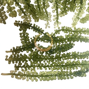 Algues vertes riches en nutriments, caviar d'algues, Umibudo, Caulerpa Lentillifera, algues du Vietnam à prix avantageux, emballage OEM - Product Image 1